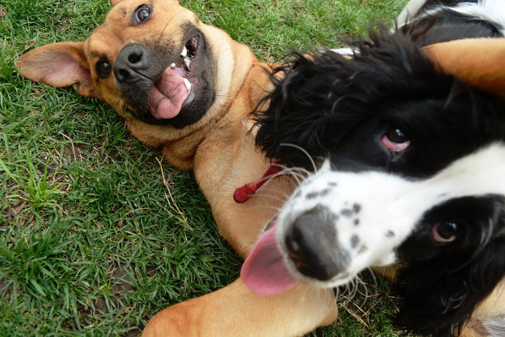 Dogs lying on clean grass after pet odor treatment
